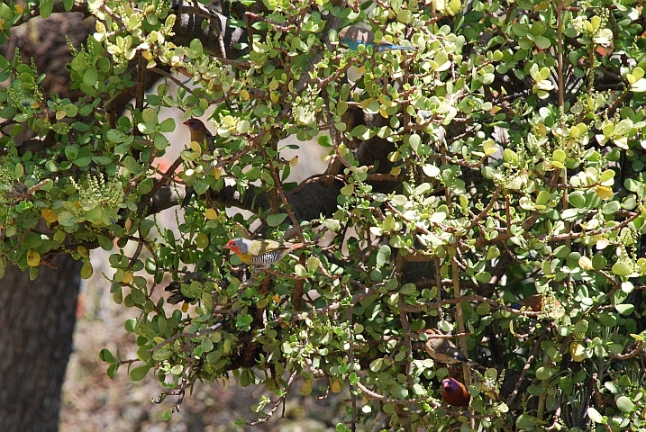 Blue Waxbill (Angola-Schmetterlingsfink), Violeteared Waxbill (Granatastrild), Melba Finch (Buntastrild)