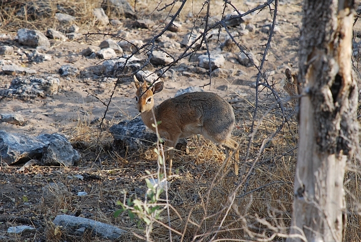 Ein Damara Dik-Dik