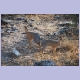 Zwei Damara Dik-Diks am Dik-Dik Drive bei Namutoni im Etosha Nationalpark