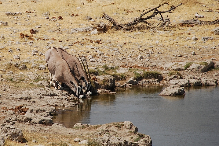 Zwei Oryx oder Gemsbok trinken auf den Knien am Klein Okevi Wasserloch