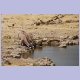 Zwei Oryx oder Gemsbok trinken auf den Knien am Klein Okevi Wasserloch