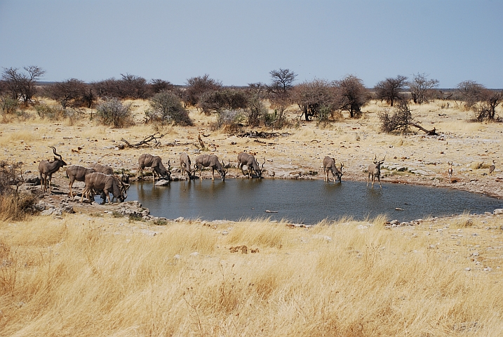 Kudus beim Trinken