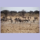 Eland, Zebras und Oryx am Tsumcor Wasserloch im Osten des Etosha Nationalparks
