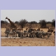 Kudus, Zebras und Giraffe am Tsumcor Wasserloch