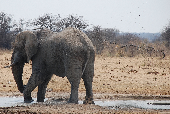 Elefant beim Schlammbad, verfehlt sich selbst als Ziel