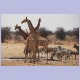Vier Giraffen und einige Zebras am Tsumcor Wasserloch