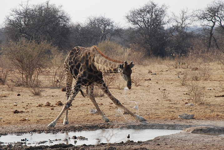 Giraffe beim Trinken