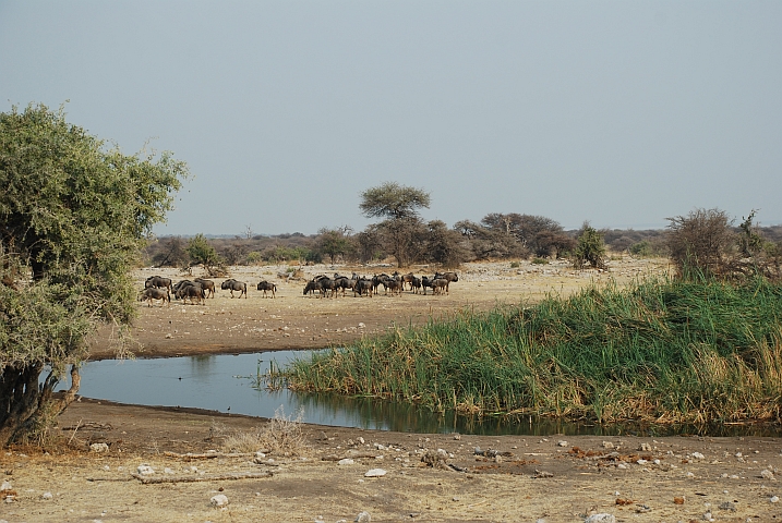 Gnus am Koinachas Wasserloch