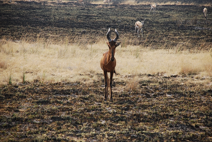 Ein eher mageres Red Hartebeest in der Nähe des Batia Wasserlochs