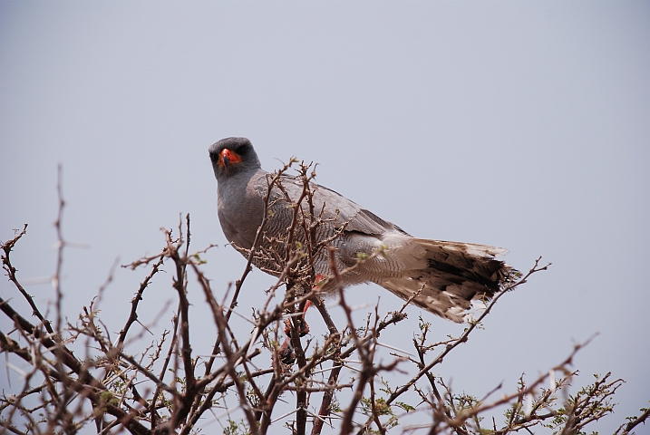 Pale Chanting Goshawk (Grosser Singhabicht)