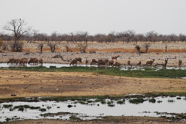 Vorsichtige Kudus beim Trinken