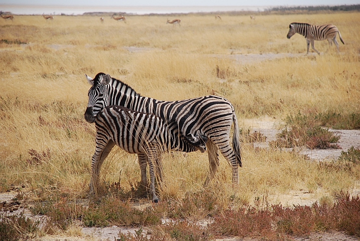 Zebrafohlen säugt bei seiner Mutter