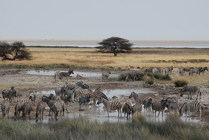 Viele Zebras am Salvadora “Schlamm“-Loch