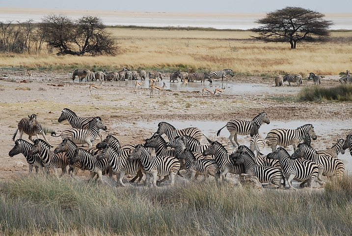 Nervöse Zebras am Salvadora Wasserloch