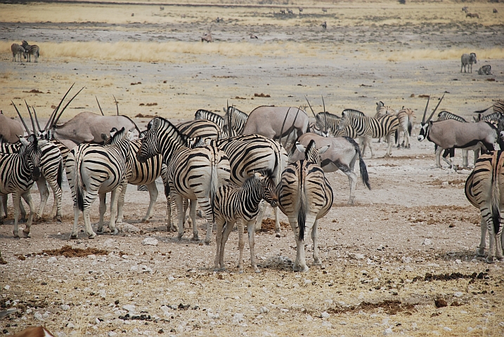 Zebras und Oryx am Nebrownii Wasserloch