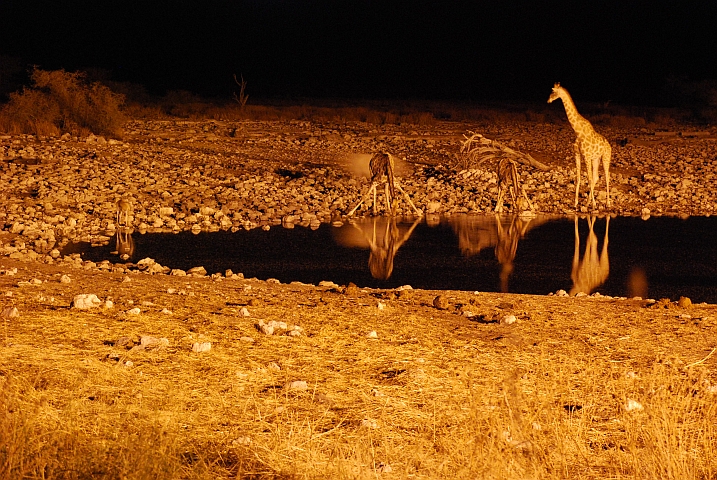 Drei Giraffen und eine Antilope am beleuchteten Wasserloch von Okaukuejo