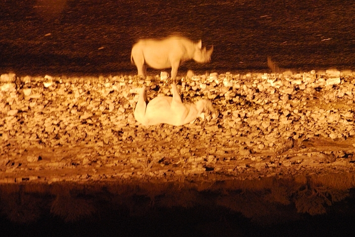 Nashorn im Flutlicht