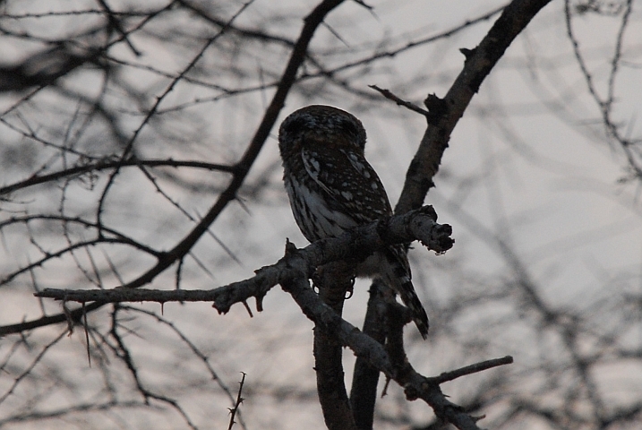 Pearlspotted Owl (Perlkauz) zeigt seine falschen Augen am Hinterkopf