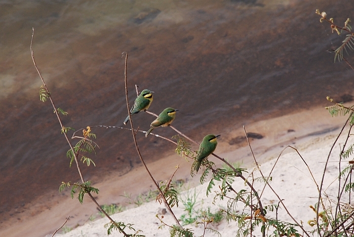 Ein erwachsener Little Bee-eater (Zwergspint) mit zwei Jungvögeln