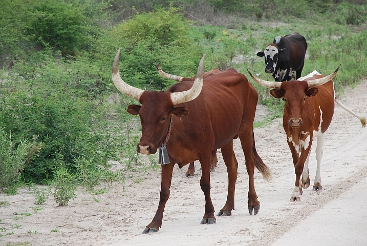 Stolze Leitkuh mit Glocke unterwegs mit ihrer Herde bei Sangwali
