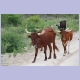 Stolze Leitkuh mit Glocke unterwegs mit ihrer Herde bei Sangwali