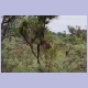 Pavian im Mudumu Nationalpark beim Baumspringen