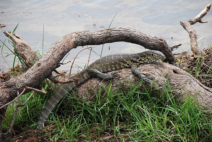 Ein Nilwaran am Kwando im Mudumu Nationalpark