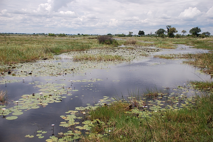 Sumpflandschaft am Kwando im Mudumu Nationalpark