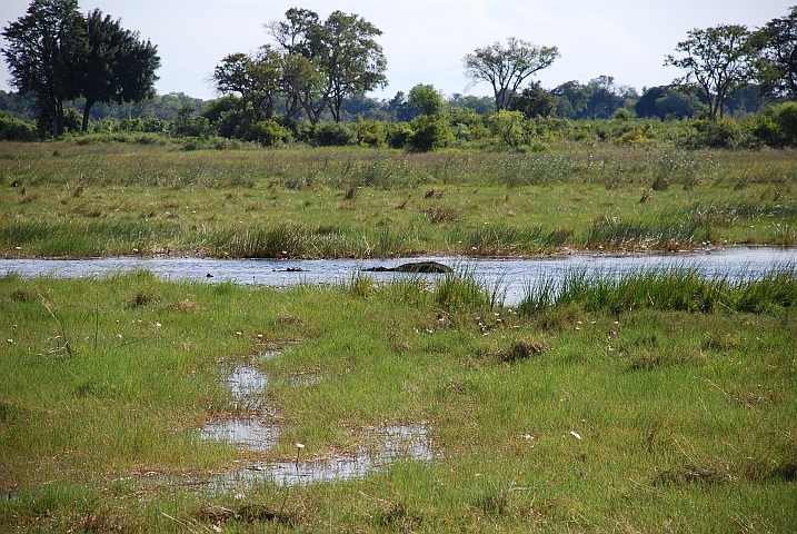 Doch noch Hippos im Hippo-Pool