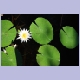 Seerose, im Englischen “Wasserlilie“ genannt