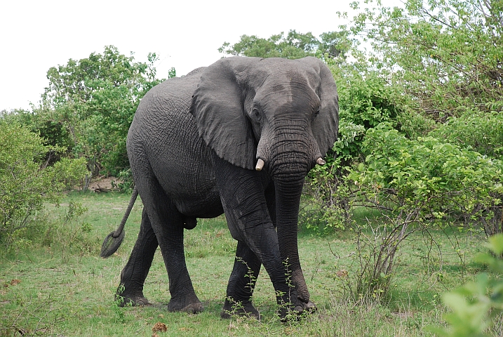 Der Elefant, der uns nachschlich