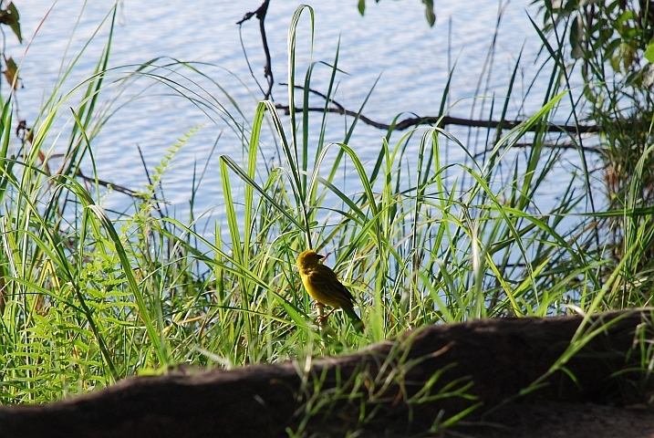 Golden Weaver