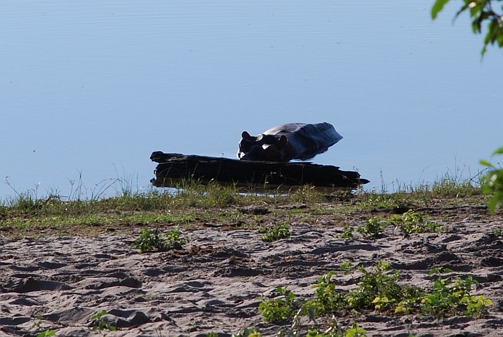 Hippo versteckt sich hinter Baumstamm