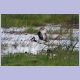 Abflug eines Saddle-billed Stork (Sattelstorch)