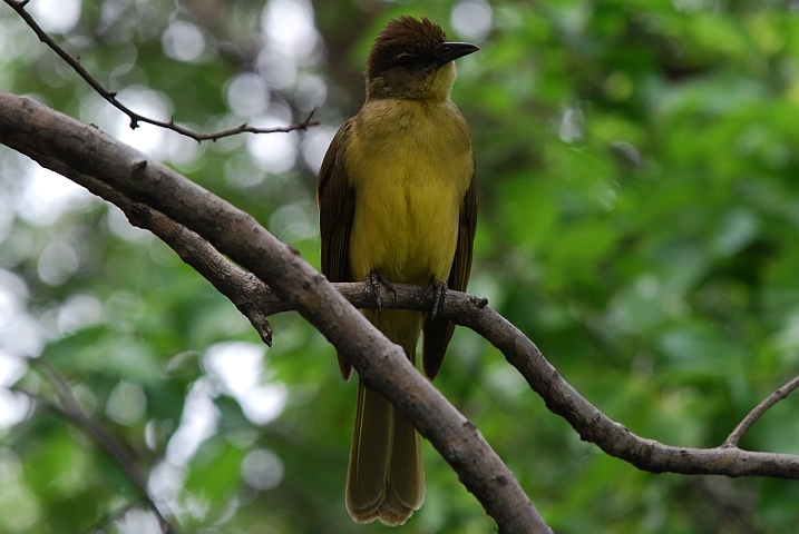 Yellow-bellied Greenbul (Gelbbauchbülbül)