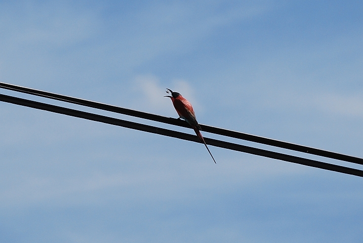 Carmine Bee-eater (Scharlachspint) beim Frühstück