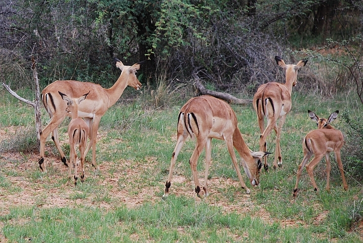 Impalas mit Jungen