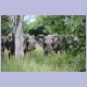 Elefanten im Mahango Game Reserve des Bwabwata Nationalparks