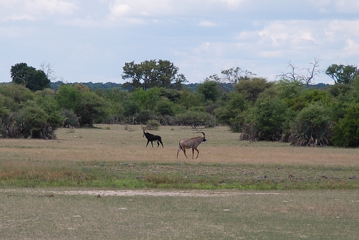 Links die Sable-, rechts die Roanantilope