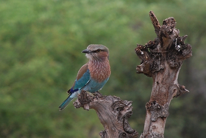 Lilac-breasted Roller (Gabelracke)