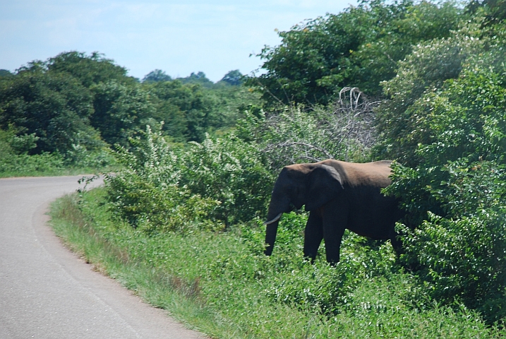 Der simbabwische Begrüssungselefant kurz nach dem Zoll