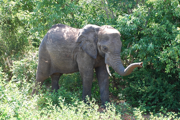 Zwei Kilometer nach der Grenze bei Kazungula begrüsst uns der erste simbabwische Elefant