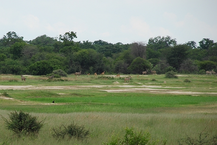 Mehr als diese Tieren durften wir im Hwange Nationalpark nicht sehen