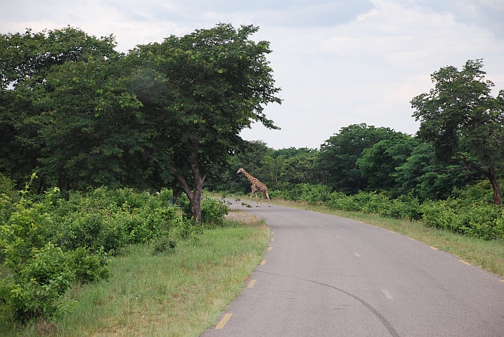 Auch ausserhalb des Parks gibt es Giraffen