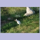 Cattle Egret (Kuhreiher) mit einer Kröte als Beute im Schnabel