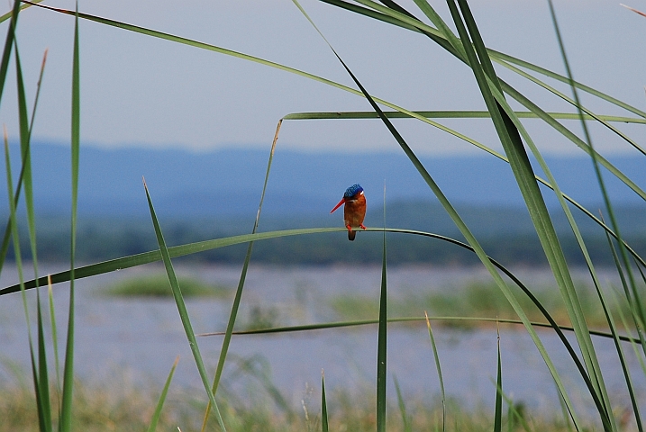 Malachite Kingfisher (Haubenzwergfischer)