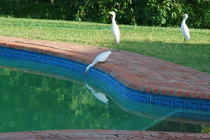 Ein Yellow-billed Egret (Mittelreiher) fischt im Pool