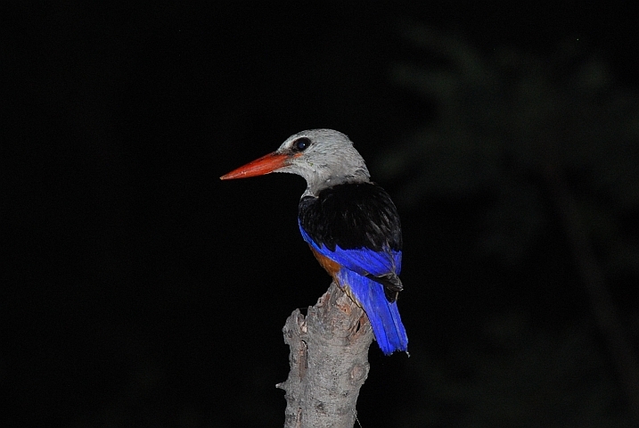 Grey-headed Kingfisher (Graukopfliest)