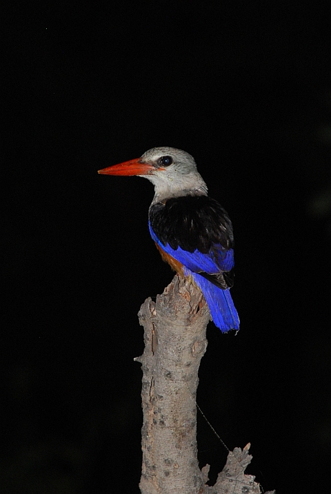 Grey-headed Kingfisher (Graukopfliest)