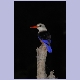 Grey-headed Kingfisher (Graukopfliest)